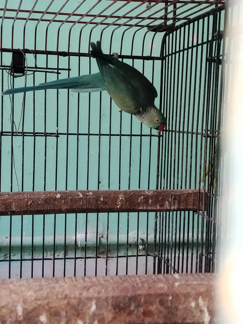 Blue Ringneck — photo 2
