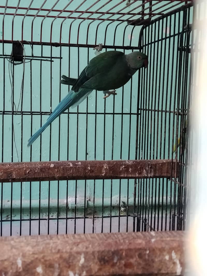 Blue Ringneck 2