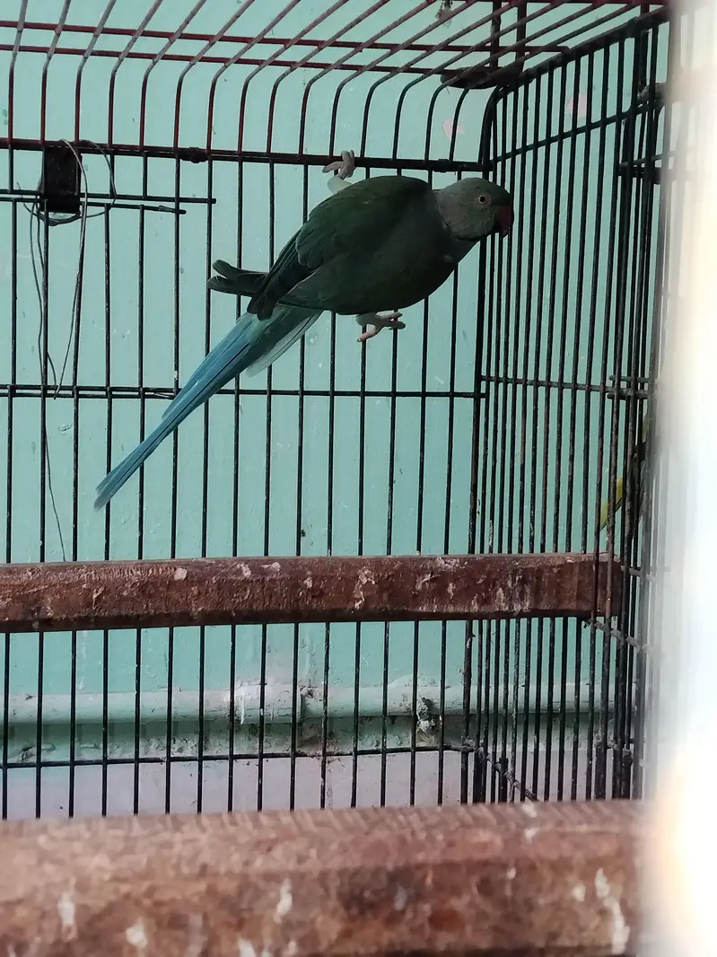 Blue Ringneck — photo 3