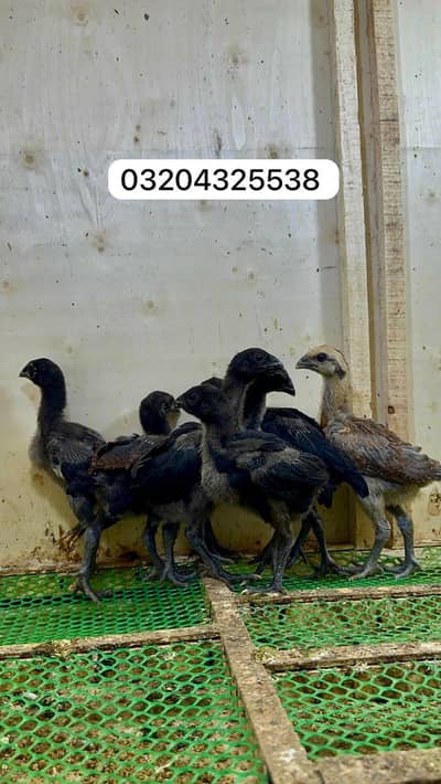 Dragon chicks 03204325538