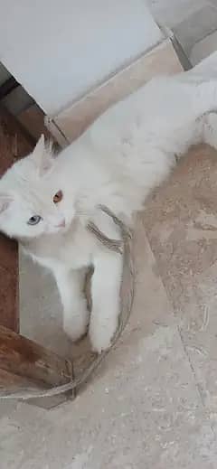 sai h ok h koi bemari b ni h