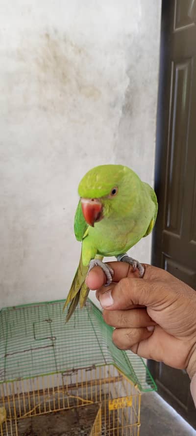 Indain green Ringnick