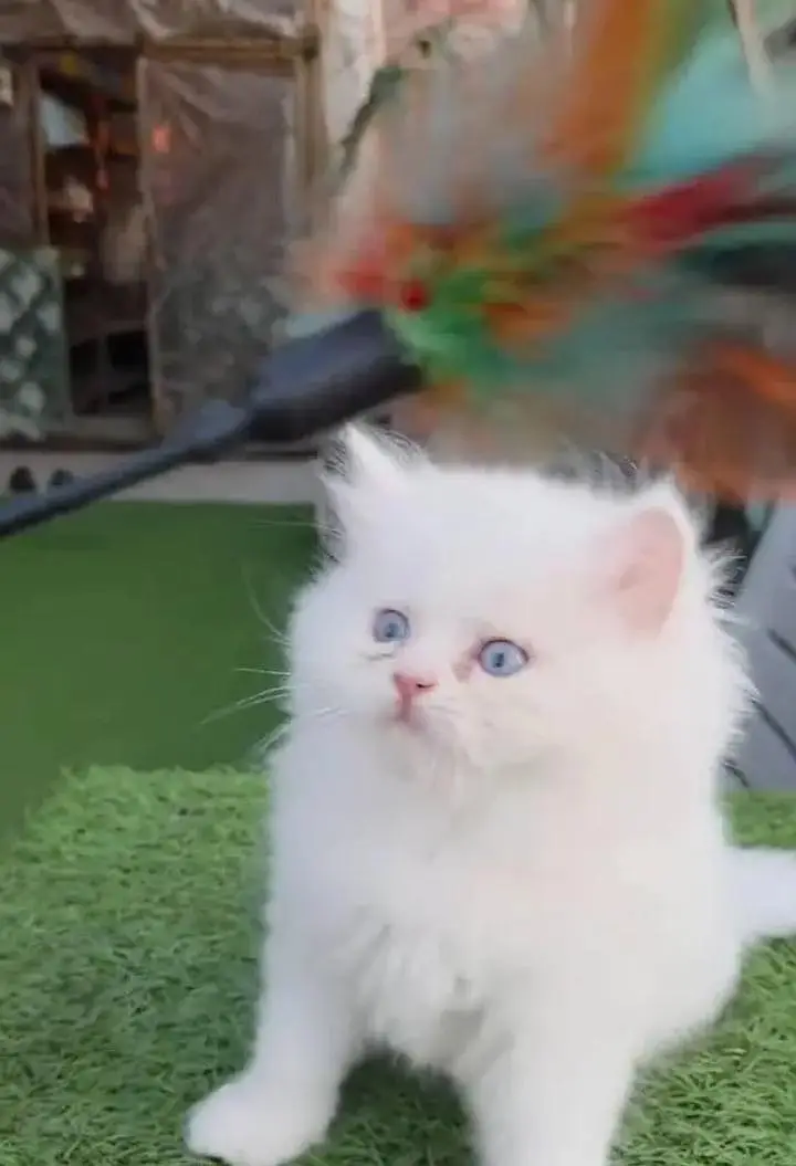 Persian female kitten for sale 0346=4647=379 — photo 2
