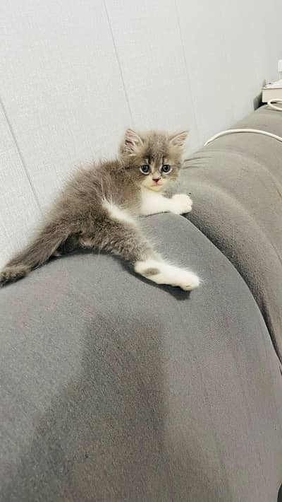 Tripple Coated Male kitten