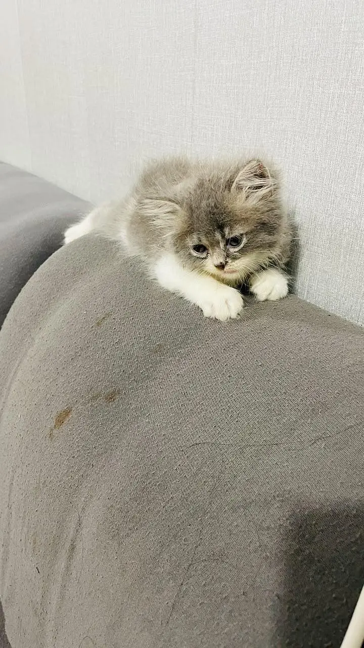 Tripple Coated Male kitten — photo 2