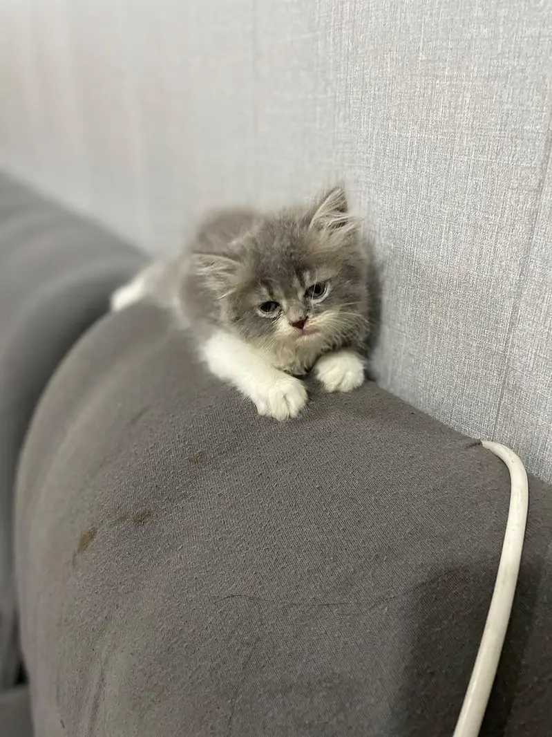 Tripple Coated Male kitten — photo 3