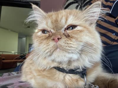 Persian Long Hair Ginger Cat | Healthy | Friendly