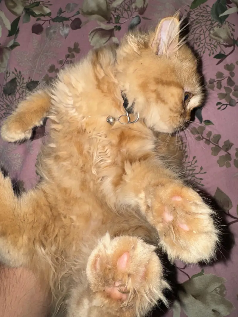 Persian Long Hair Ginger Cat | Healthy | Friendly — photo 2