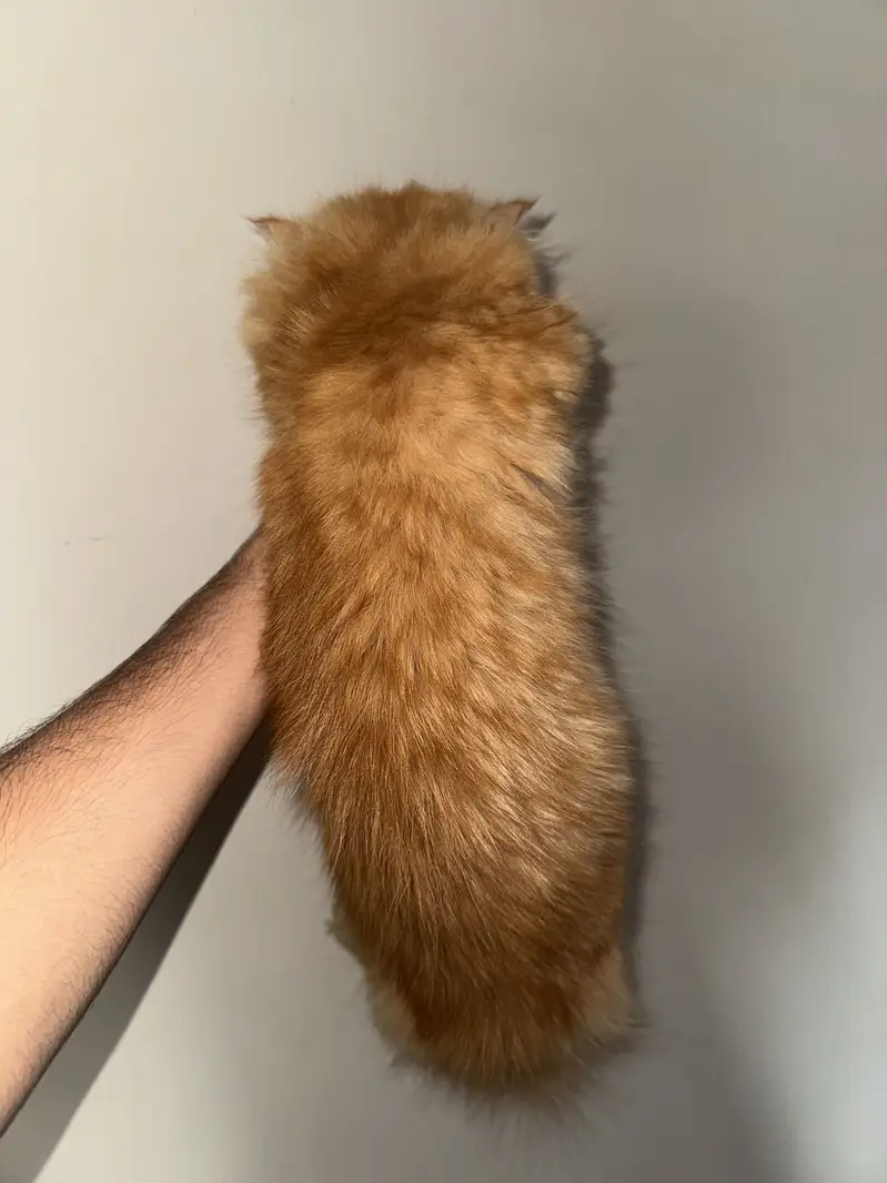 Persian Long Hair Ginger Cat | Healthy | Friendly — photo 3