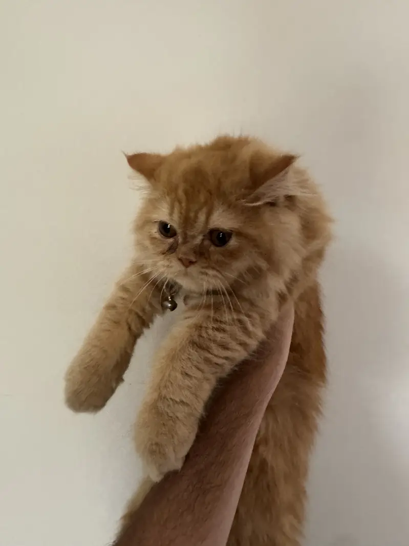 Persian Long Hair Ginger Cat | Healthy | Friendly — photo 4