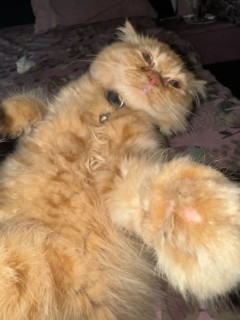 Persian Long Hair Ginger Cat | Healthy | Friendly — photo 5