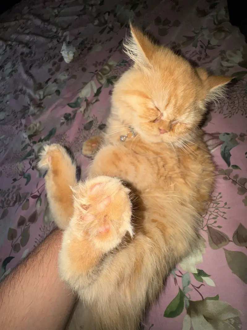 Persian Long Hair Ginger Cat | Healthy | Friendly — photo 6