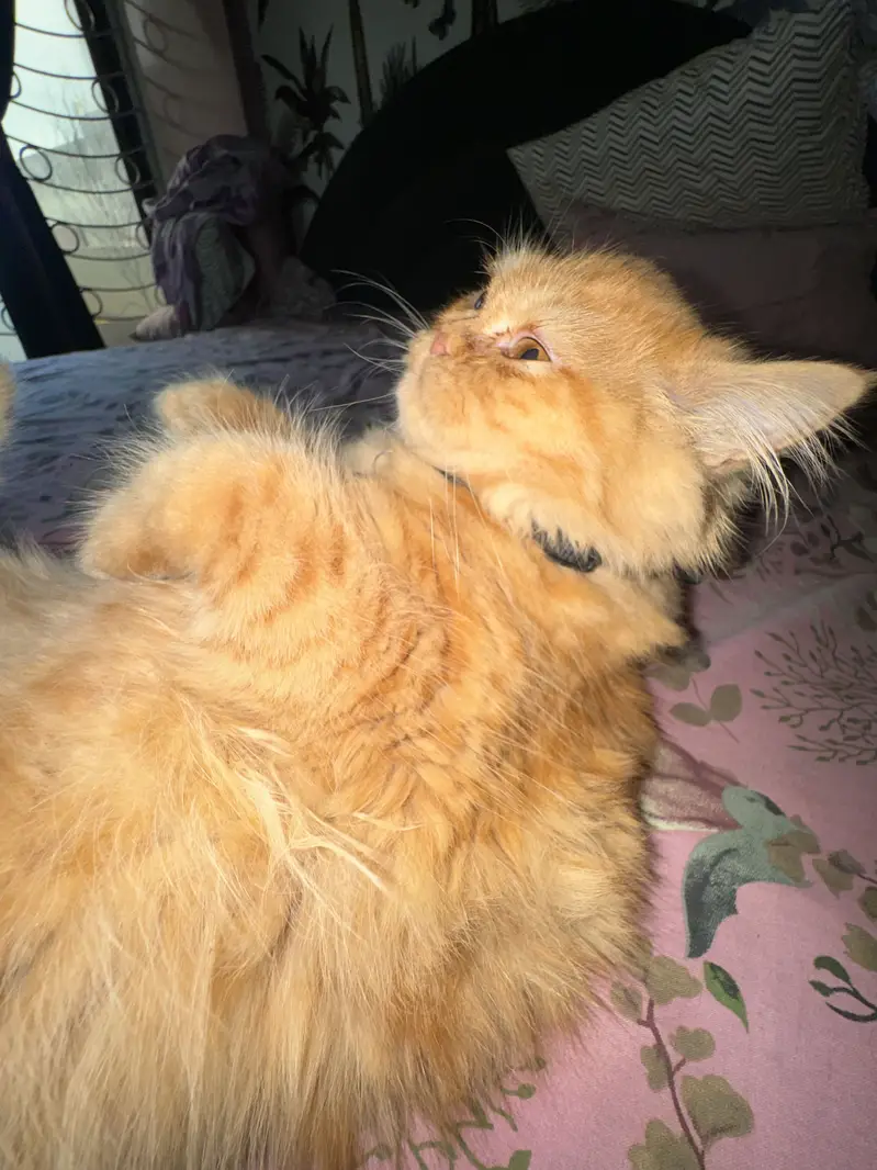 Persian Long Hair Ginger Cat | Healthy | Friendly — photo 7