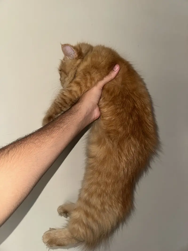 Persian Long Hair Ginger Cat | Healthy | Friendly — photo 8