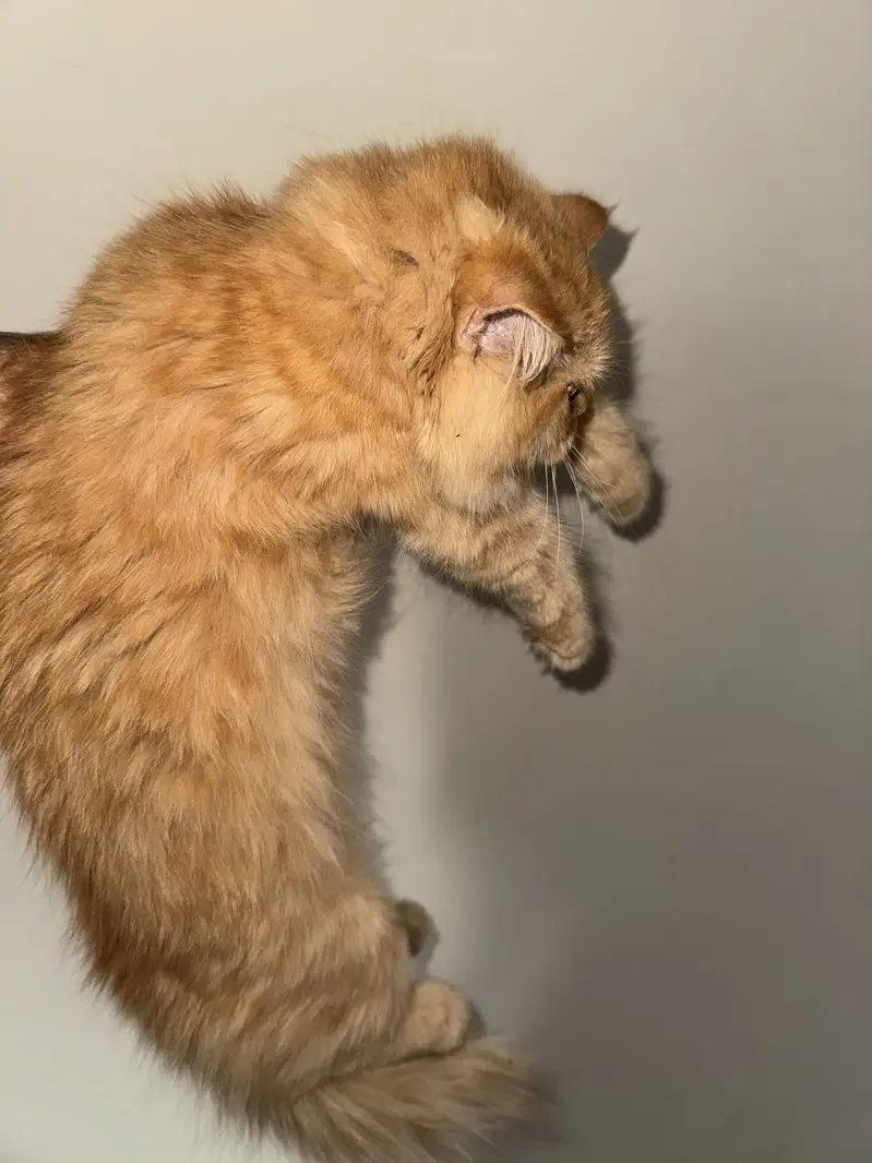 Persian Long Hair Ginger Cat | Healthy | Friendly — photo 9