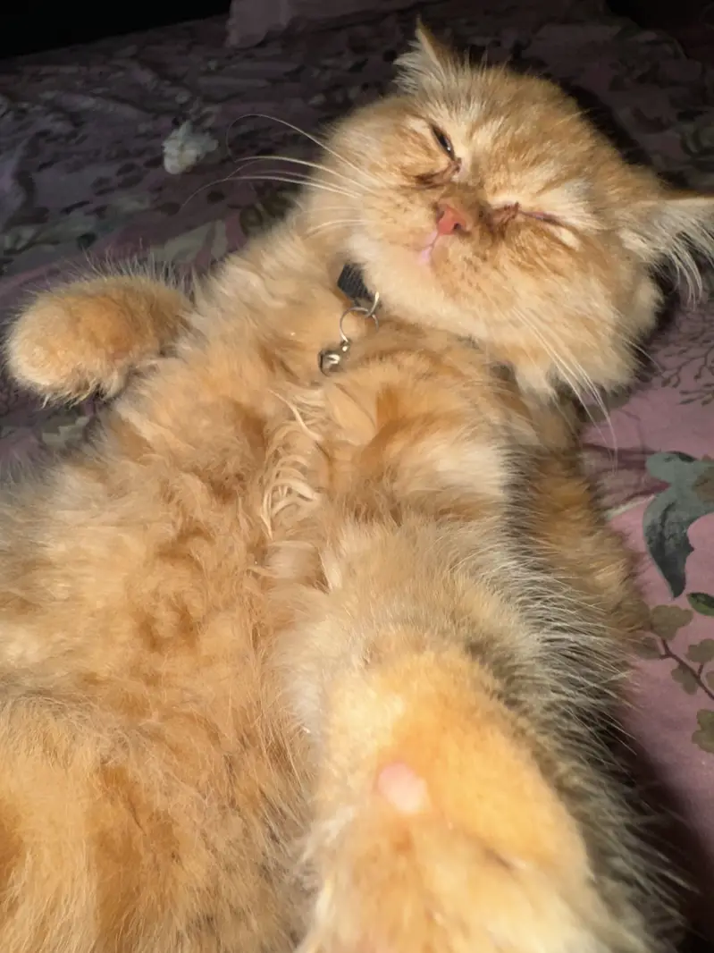 Persian Long Hair Ginger Cat | Healthy | Friendly — photo 10