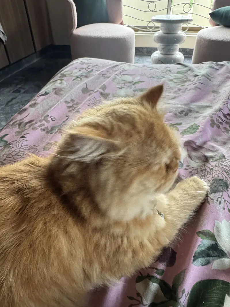 Persian Long Hair Ginger Cat | Healthy | Friendly — photo 11