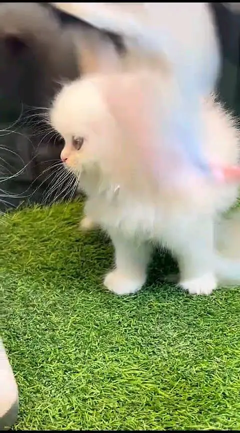 Persian panch face cat and kitten WhatsAp 03413080147 — photo 2