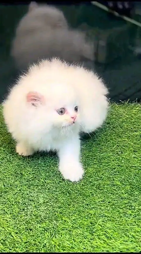 Persian panch face cat and kitten WhatsAp 03413080147 — photo 3