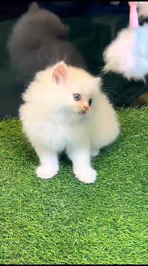 Persian panch face cat and kitten WhatsAp 03413080147 — photo 4