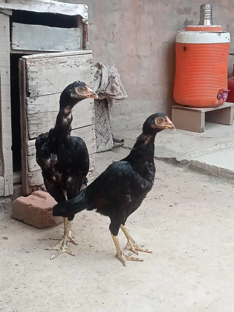 series Bhai rapta kara — photo 2