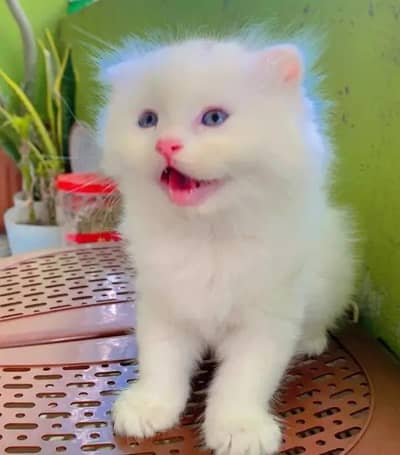 (Persian female kitten) (for sale all) (Pakistan delivery available)