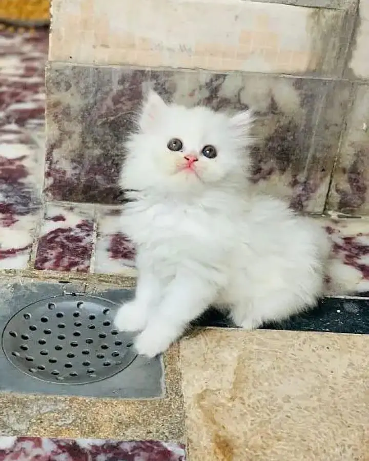Persian panch face cat and kitten WhatsAp 03413080147 — photo 3