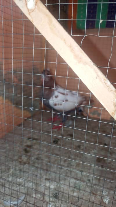 pigeon cheera  for sale