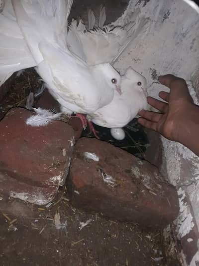 Lucky Kabootar