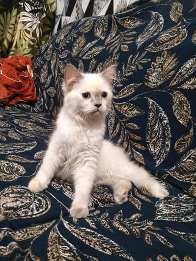 Pure Persian Female Cat for Sale