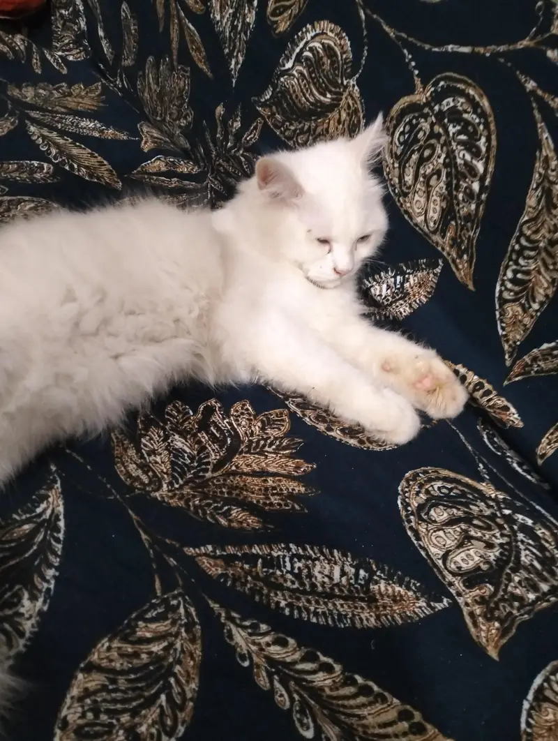 Pure Persian Female Cat for Sale — photo 2