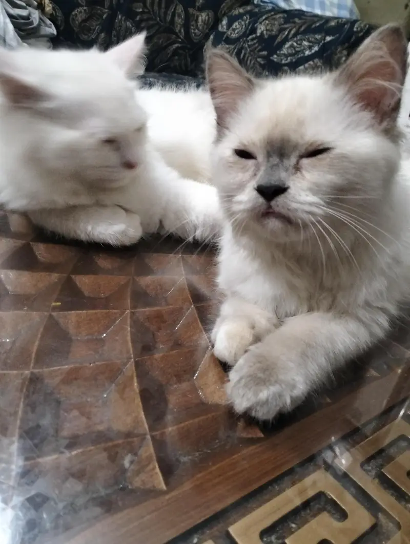 Pure Persian Female Cat for Sale — photo 3