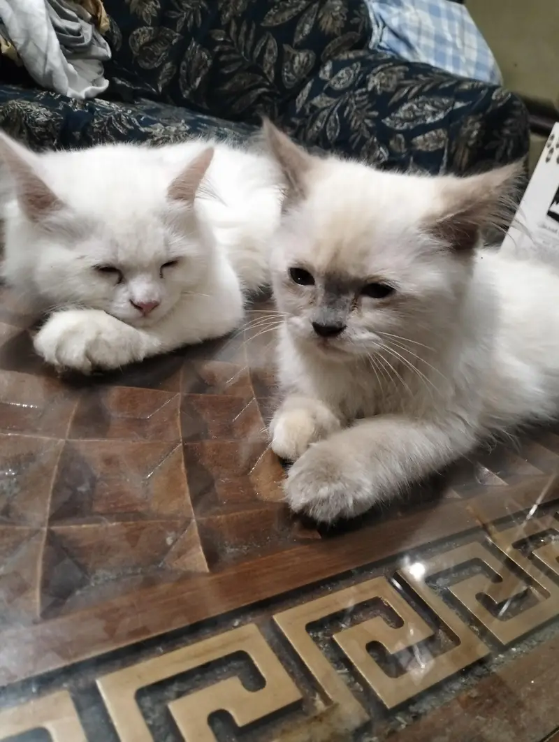 Pure Persian Female Cat for Sale — photo 4
