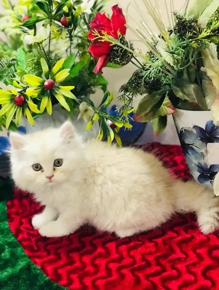 persian 0