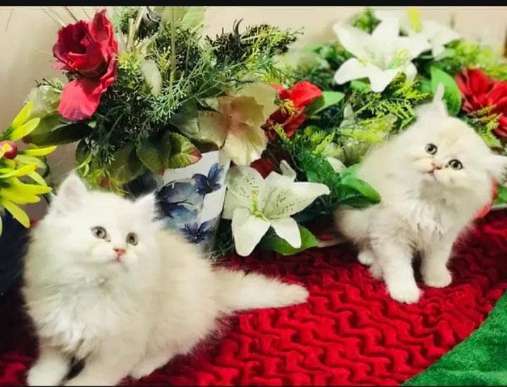 persian 1