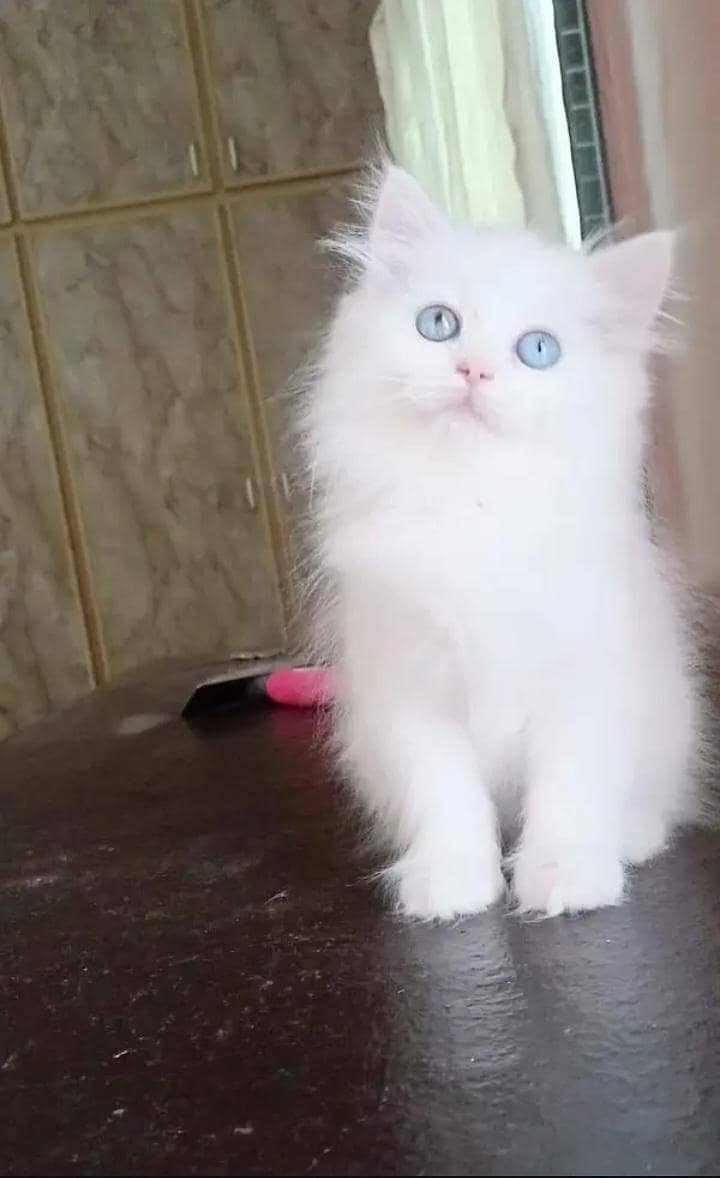 persian 2