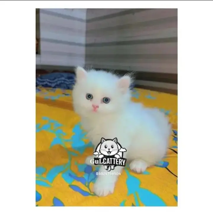 persian — photo 4