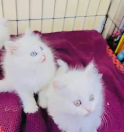 (Persian female kitten) (for sale all) (Pakistan delivery available)