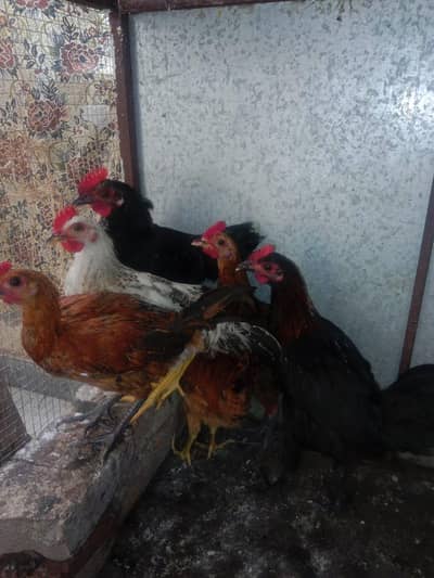golden misri for sale