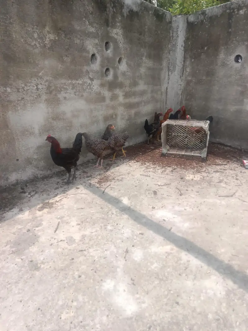 golden misri for sale — photo 2