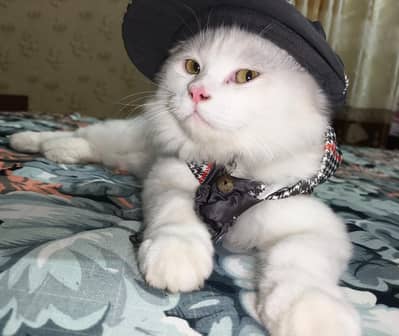 Male Persian Cat Triple coated plus extra long fur