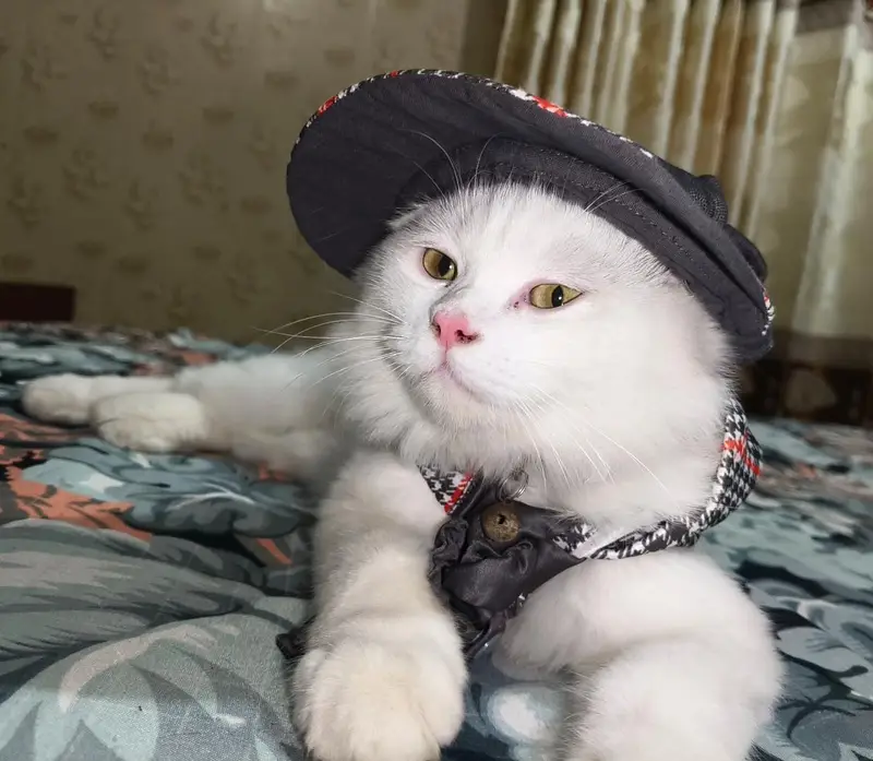Male Persian Cat Triple coated plus extra long fur — photo 2