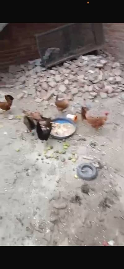 Desi and ganji hens