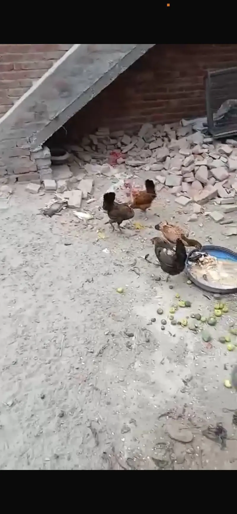 Desi and ganji hens — photo 2