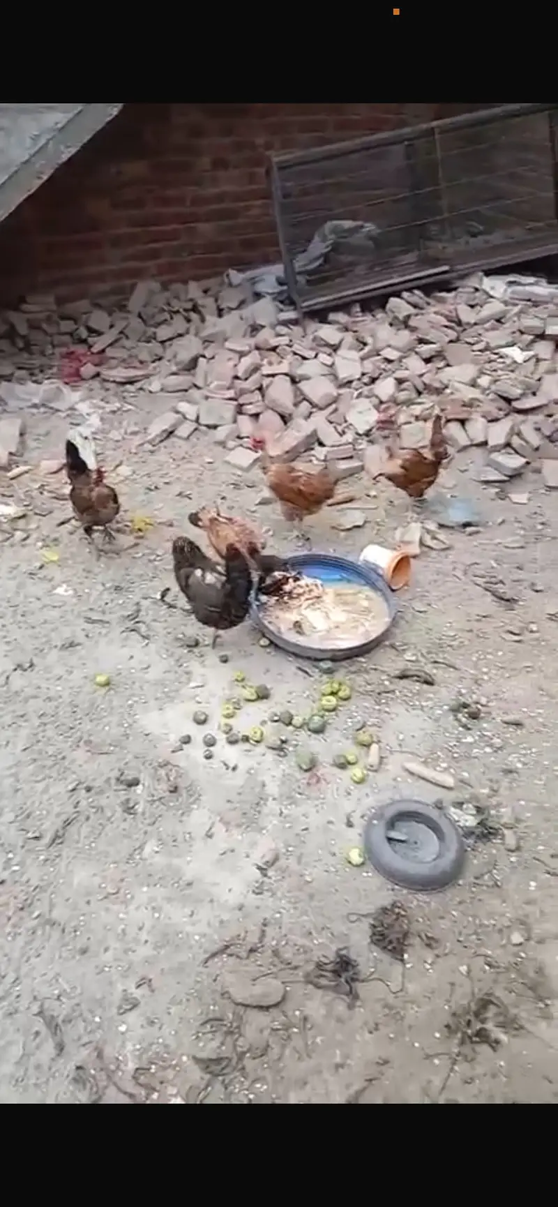 Desi and ganji hens — photo 4