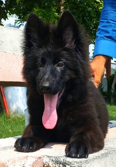 Triple coat highclass German shepherd female
