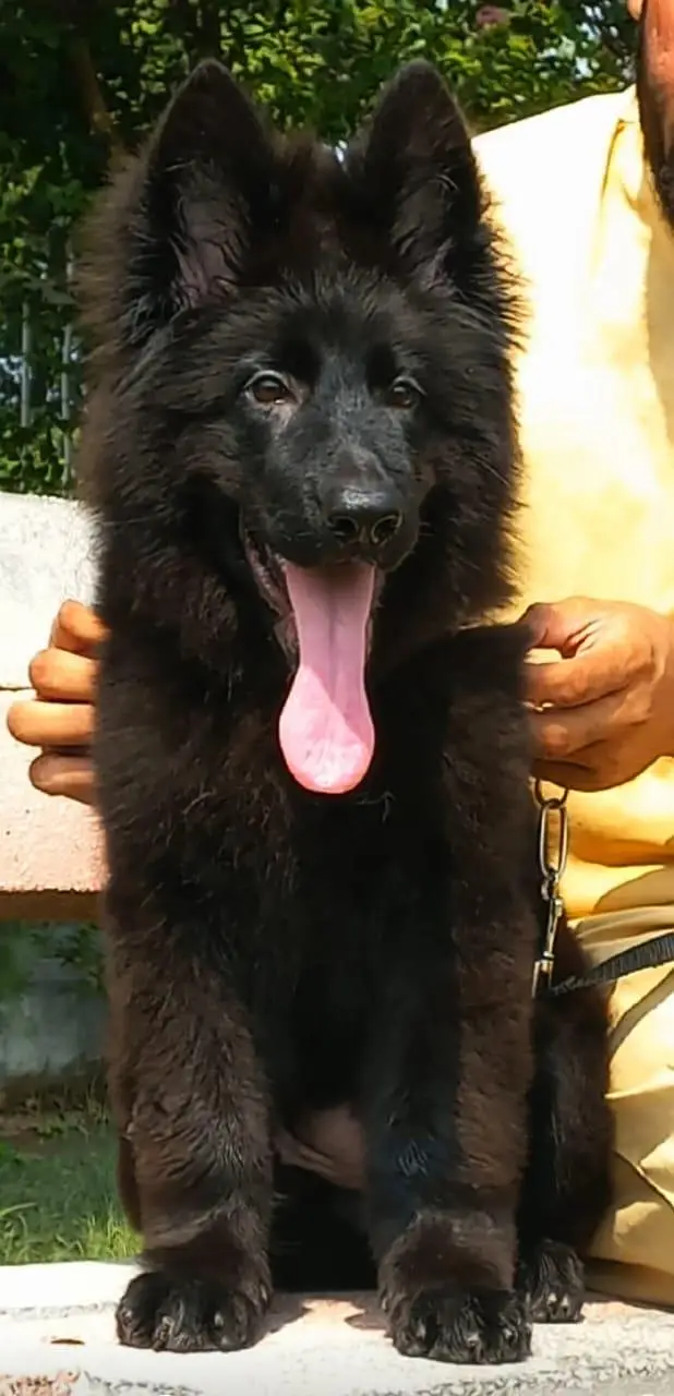 Triple coat highclass German shepherd female — photo 2