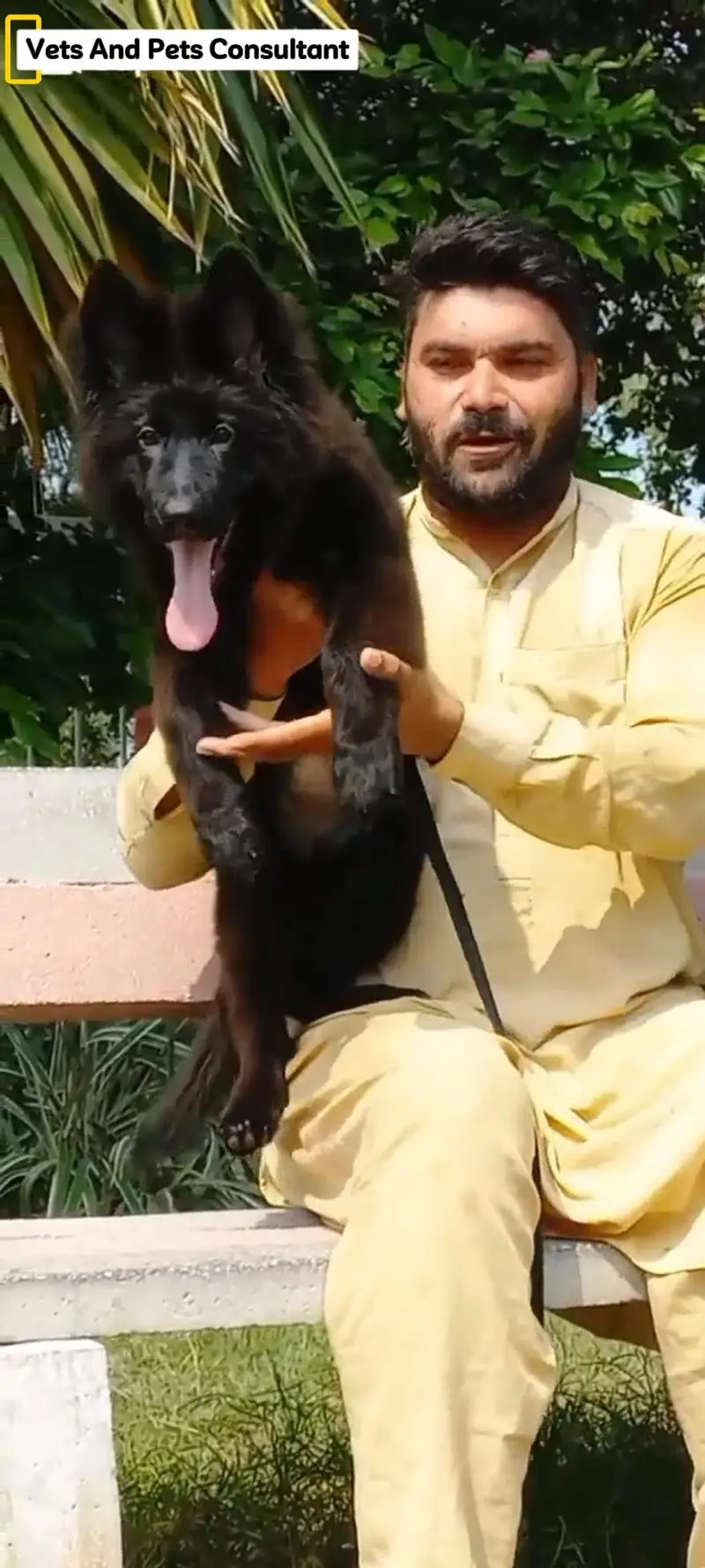 Triple coat highclass German shepherd female — photo 3