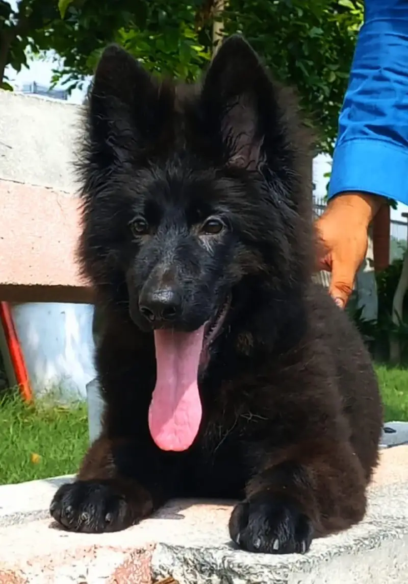Triple coat highclass German shepherd female — photo 4