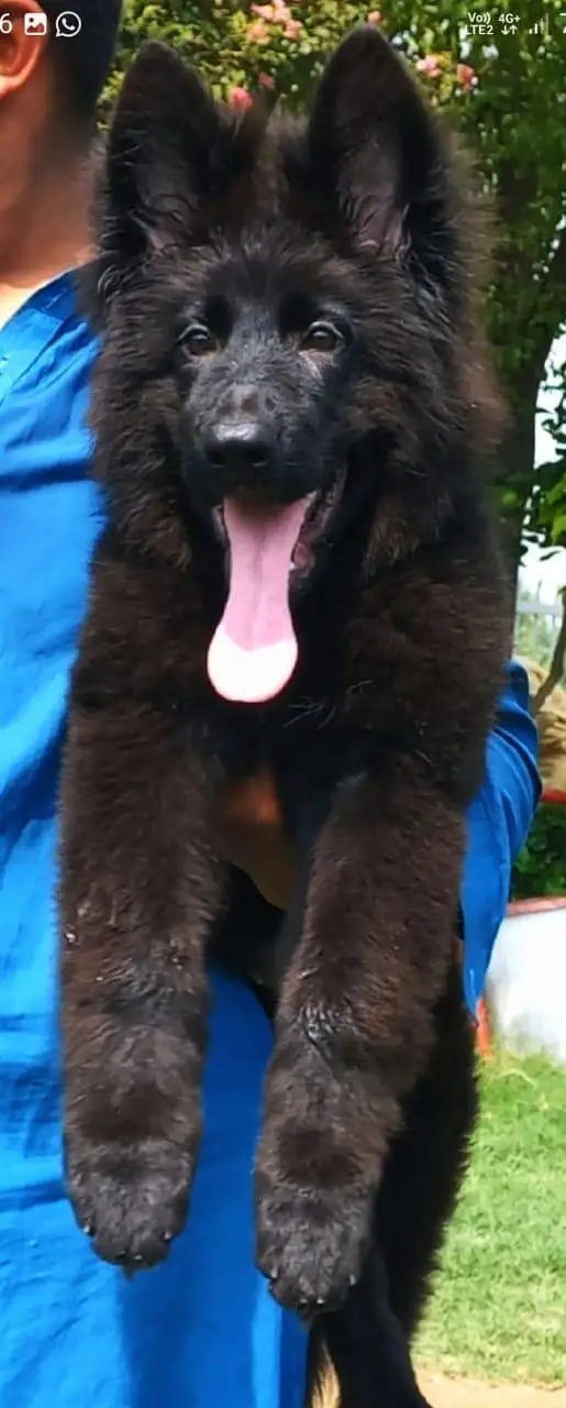 Triple coat highclass German shepherd female — photo 5